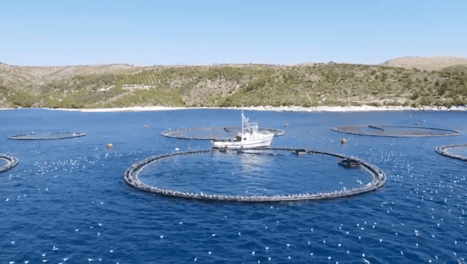 Farma tune u Jadranskom moru